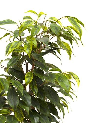 گل آپارتمانی اتاق خواب گل آپارتمانی اتاق خواب